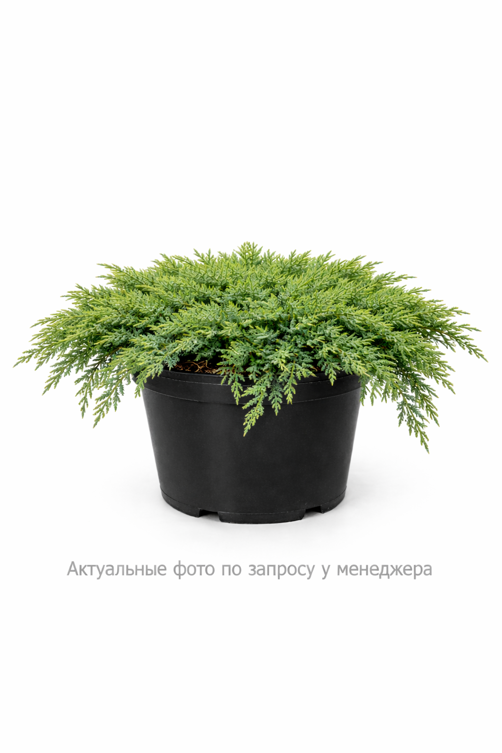 Можжевельник лежачий 'Нана'