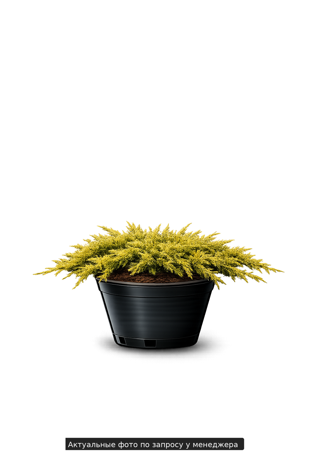 Можжевельник обыкновенный 'Голдшатц'