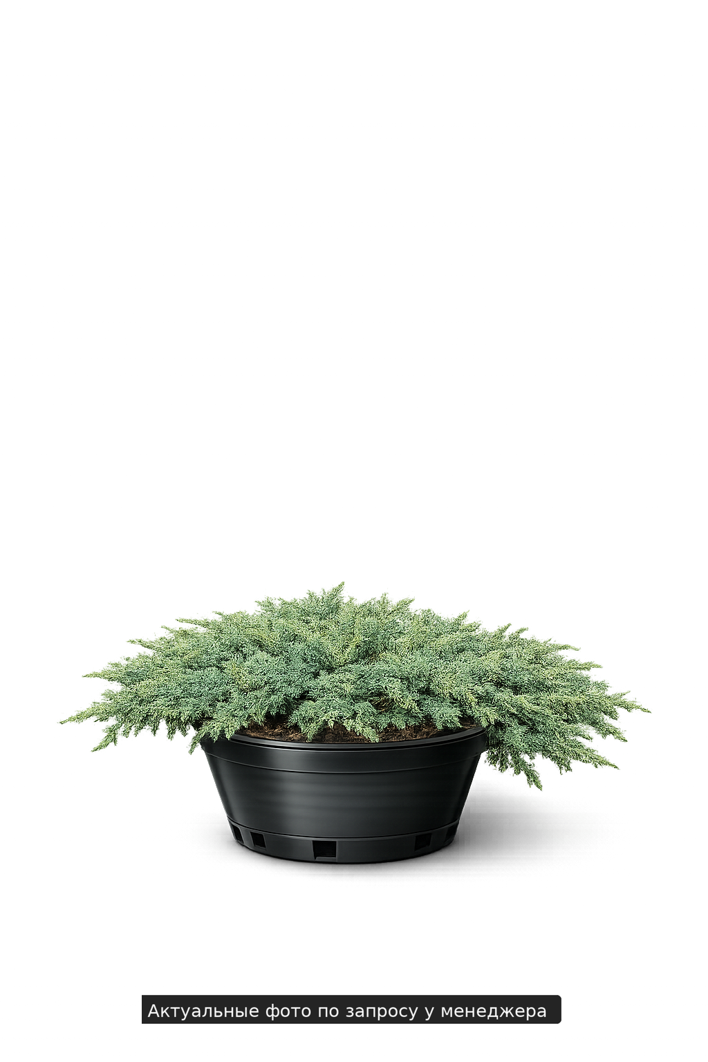 Можжевельник прибрежный 'Шлягер'