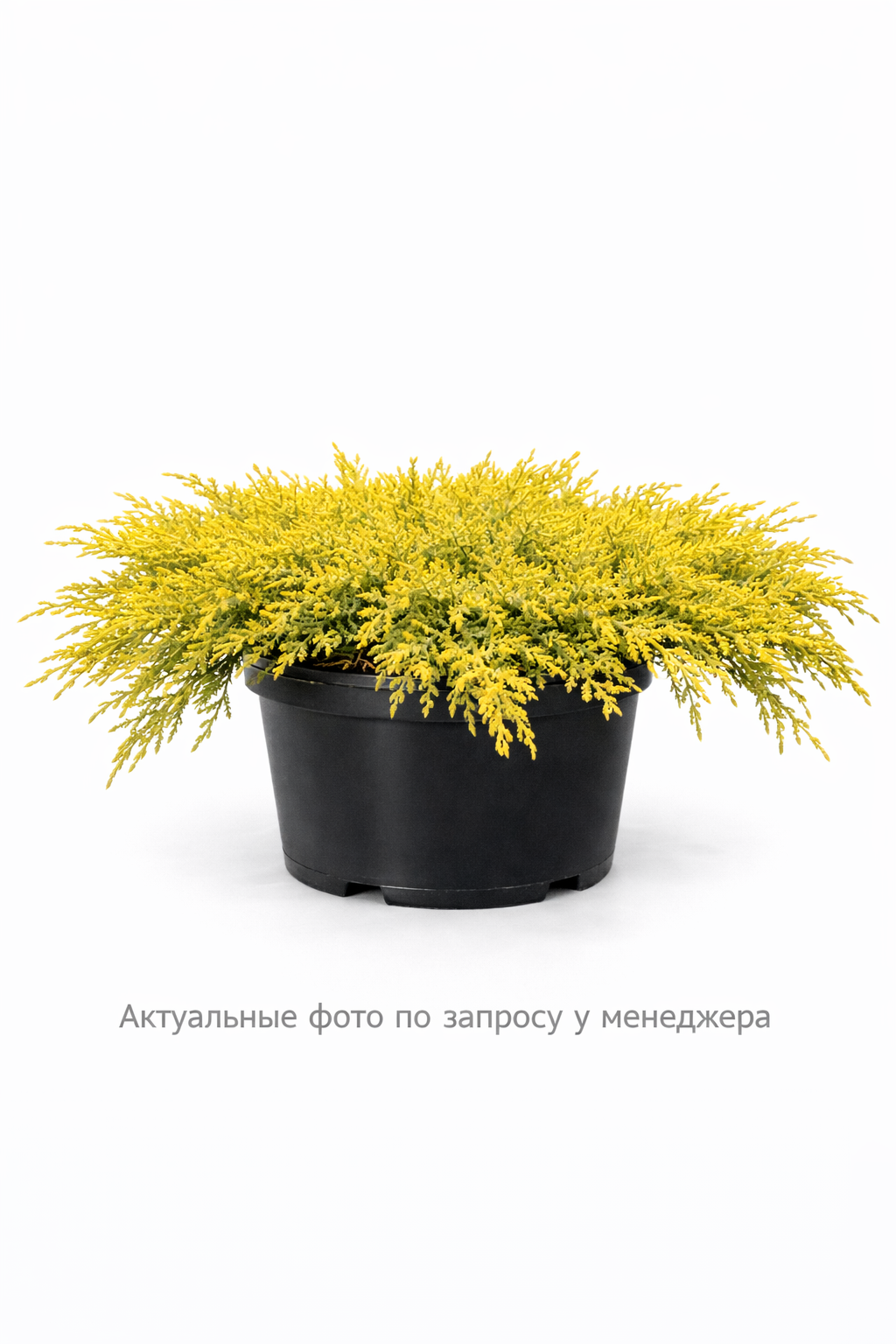 Можжевельник средний 'Голд Кост'