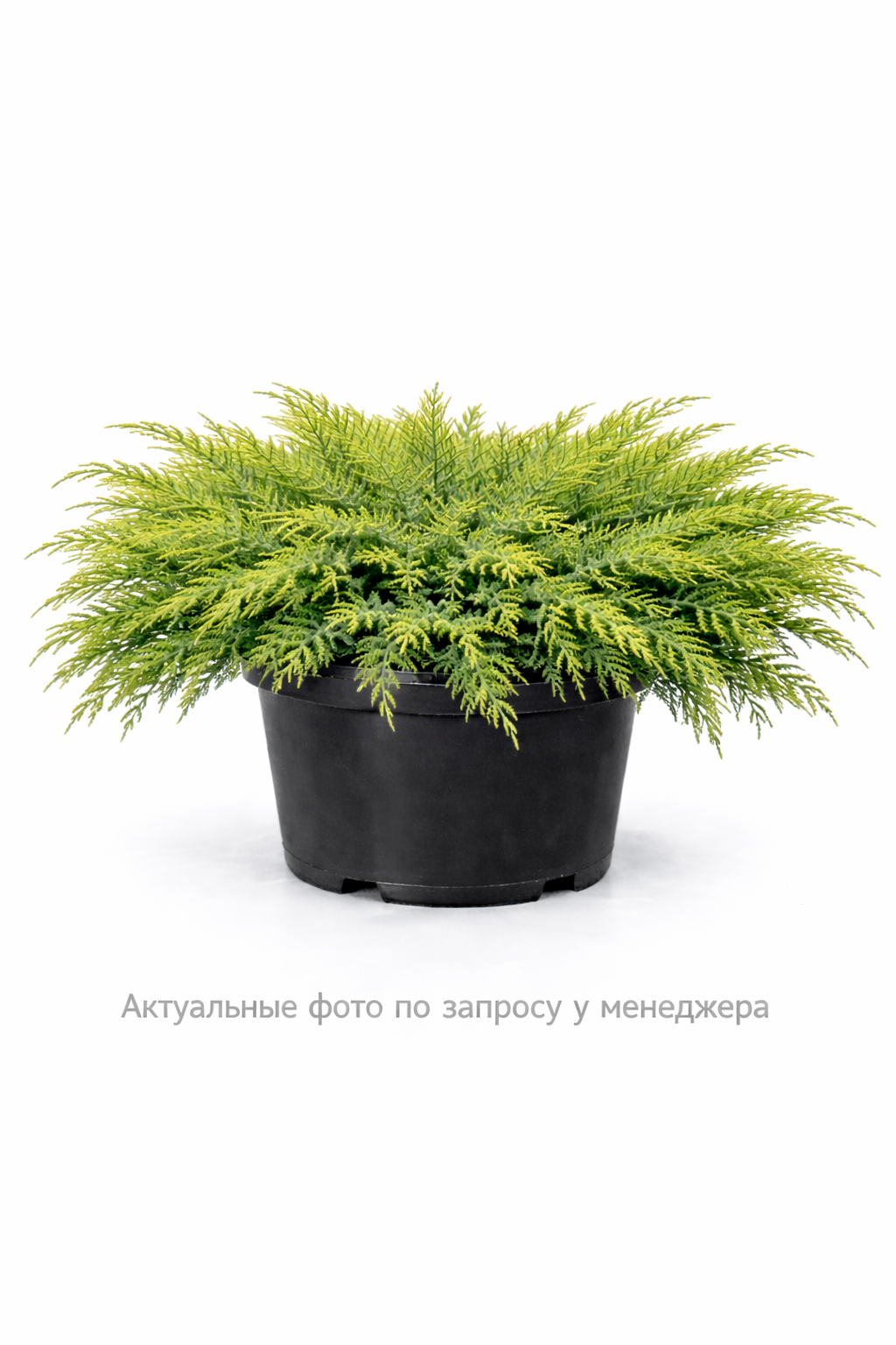 Можжевельник средний 'Пфитцериана'