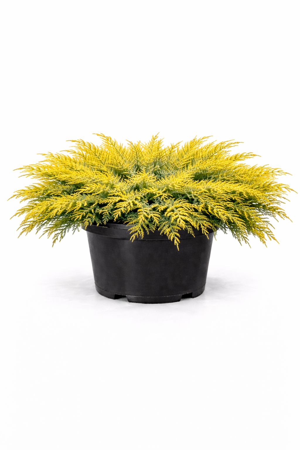 Можжевельник средний 'Пфитцериана Ауреа'