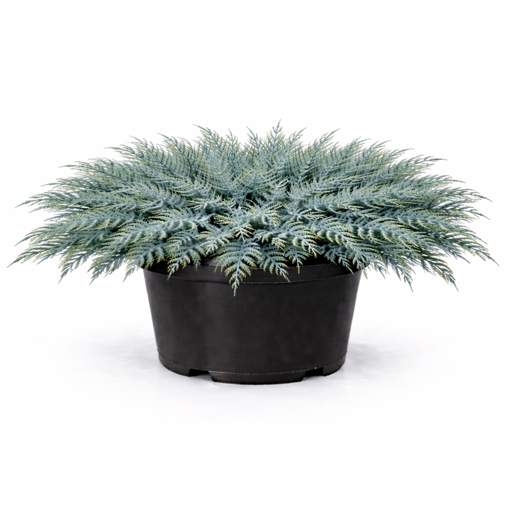 Можжевельник чешуйчатый 'Блю Шведе'