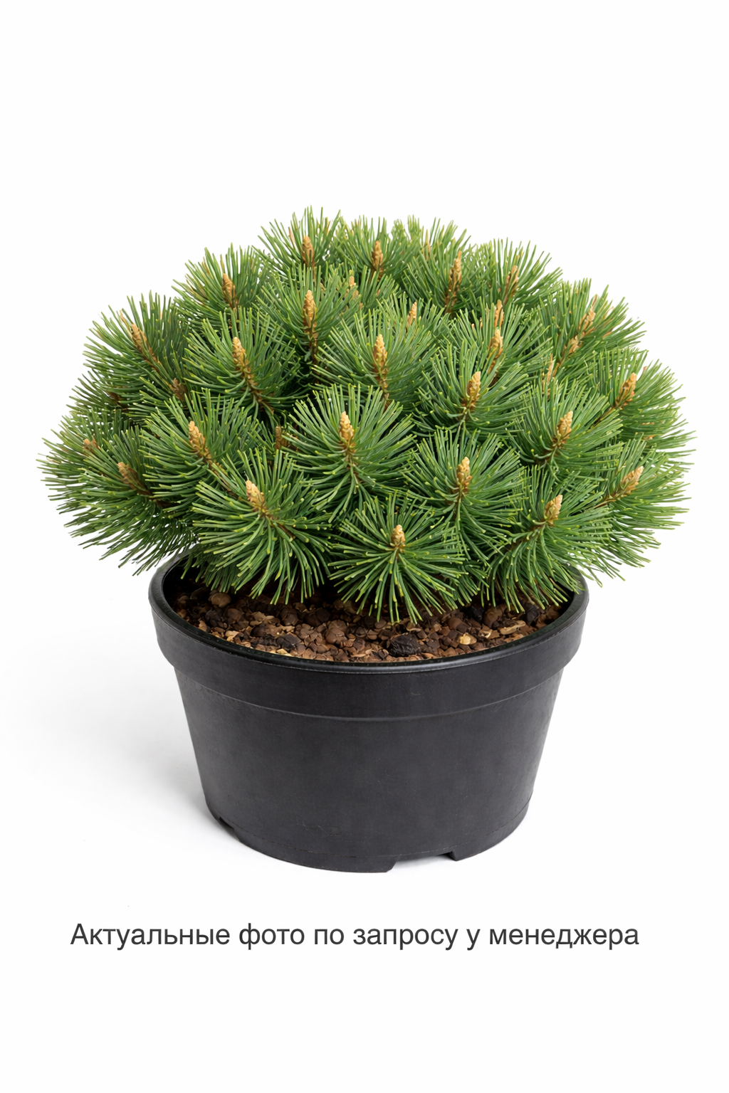 Сосна горная 'Гном'