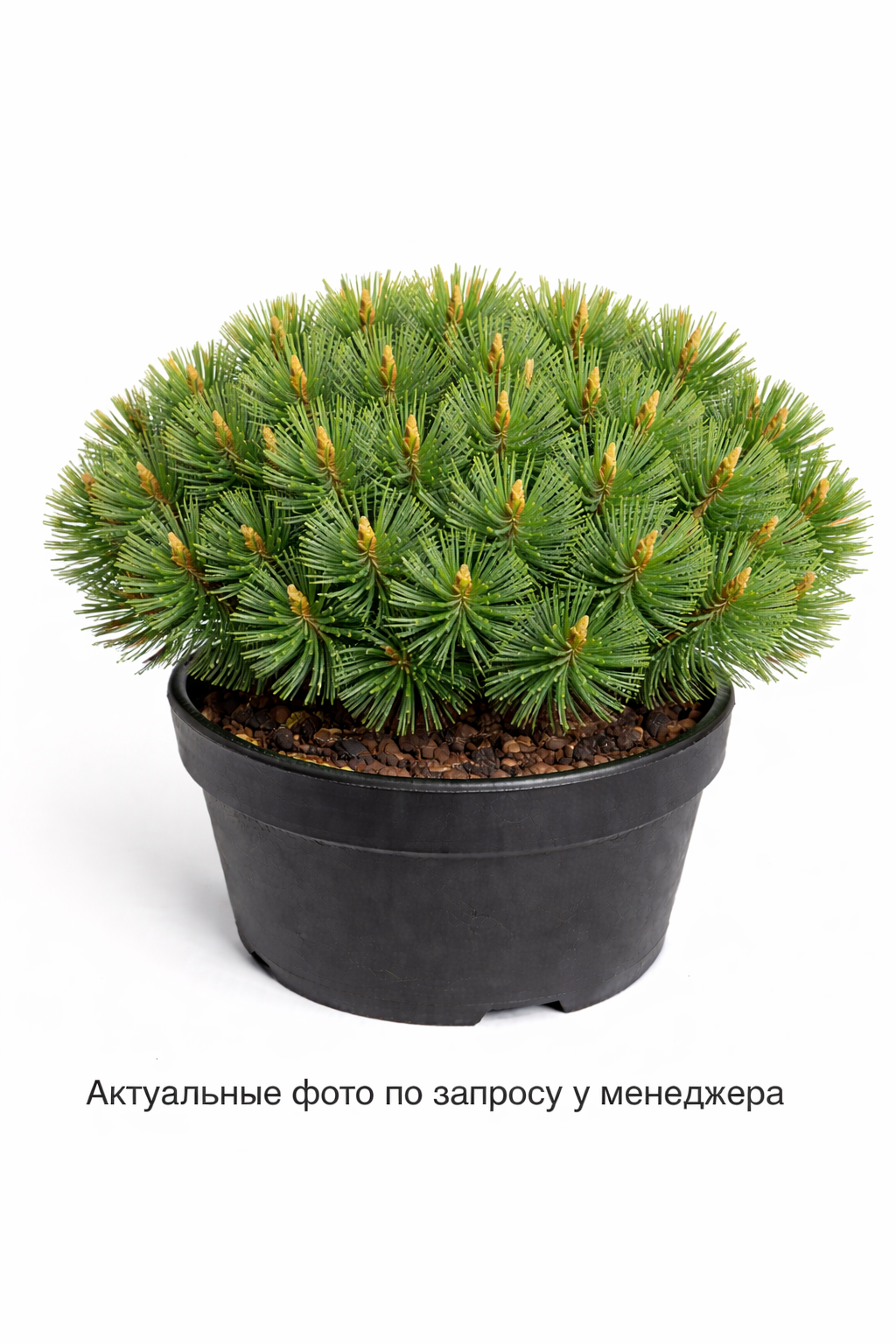 Сосна горная 'Шервуд Компакт'