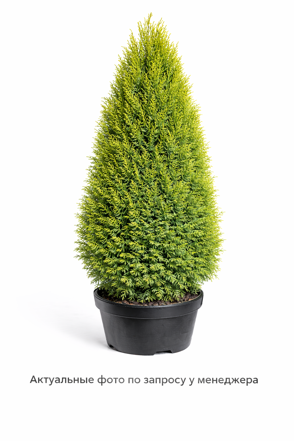 Туя западная 'Вагнери'