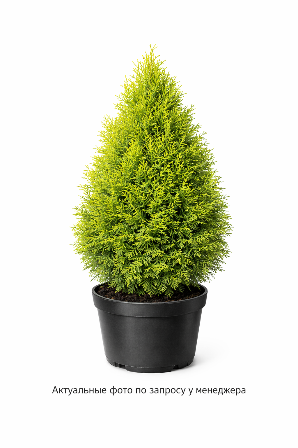 Туя западная 'Кинг оф Брабант'