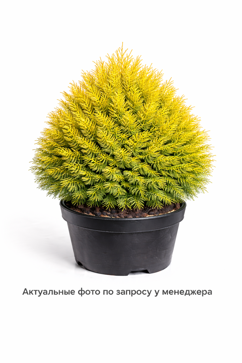 Туя западная 'Мириам'