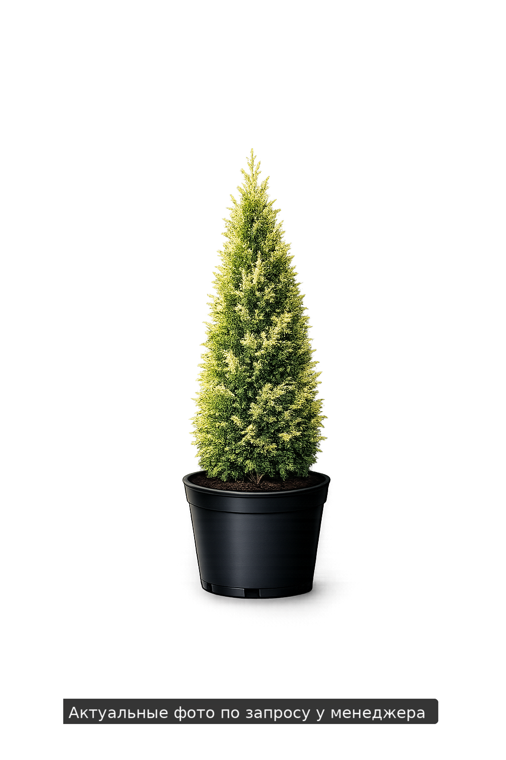 Туя западная 'Смарагд Витбонт'