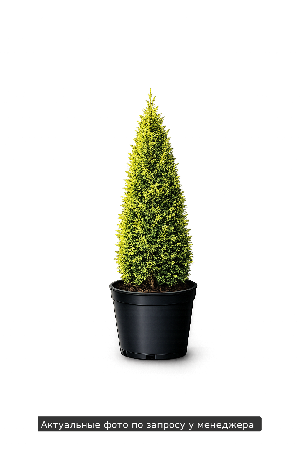 Туя западная 'Страско'