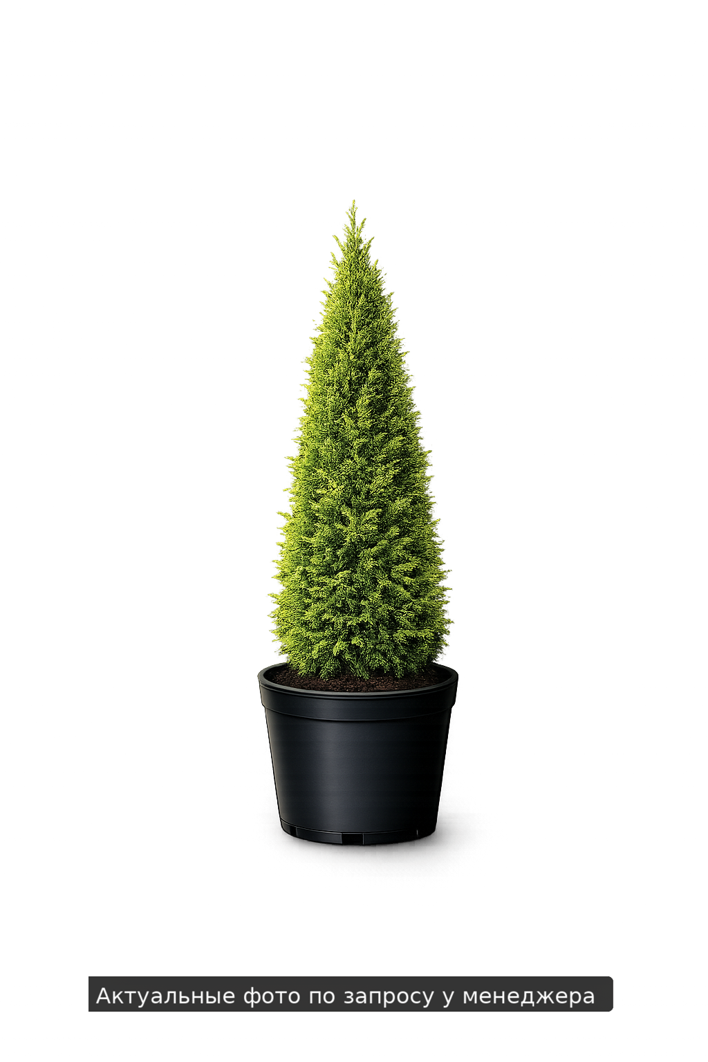 Туя западная 'Тотем Смарагд'