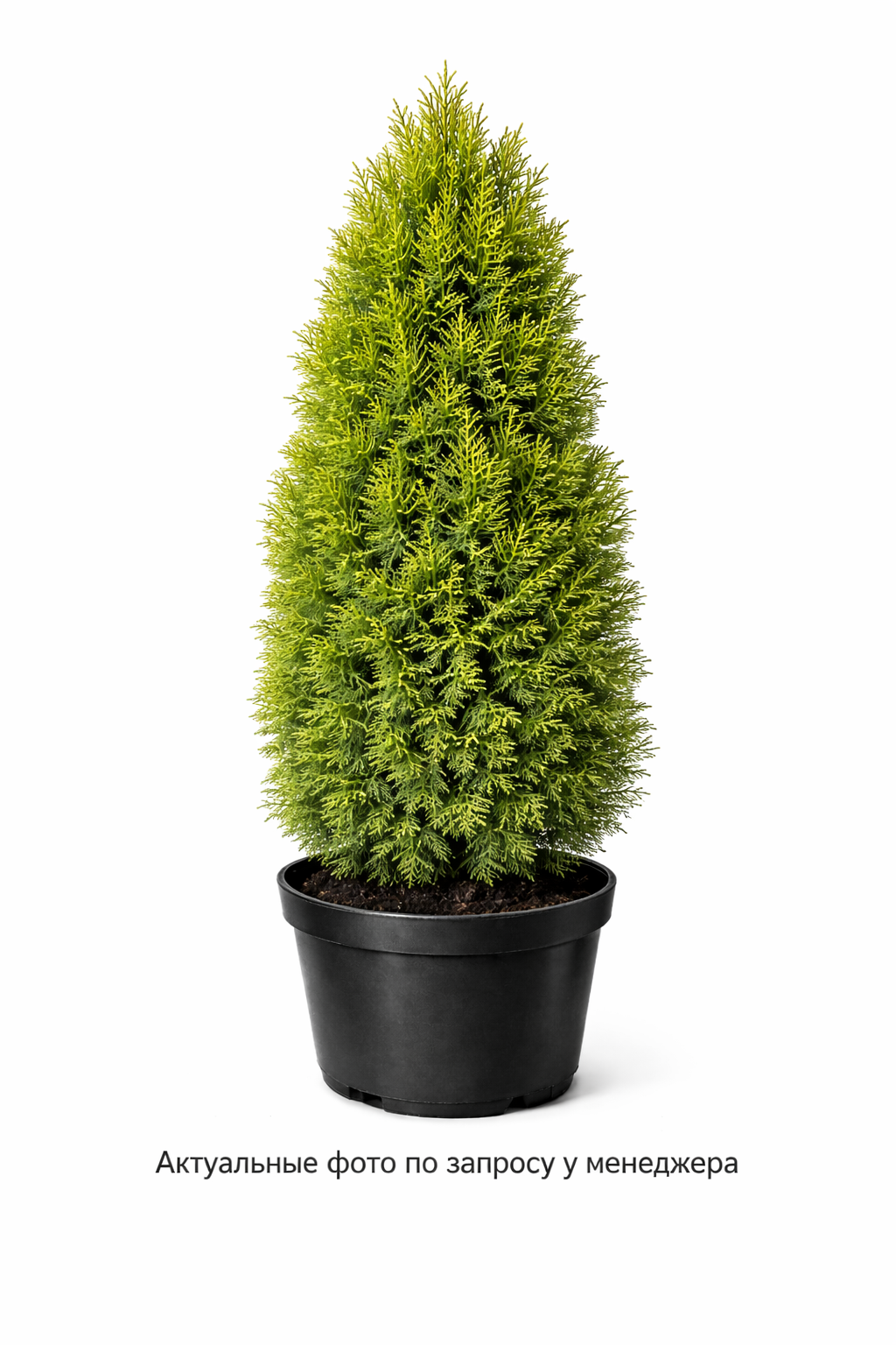 Туя западная 'Холмструп'