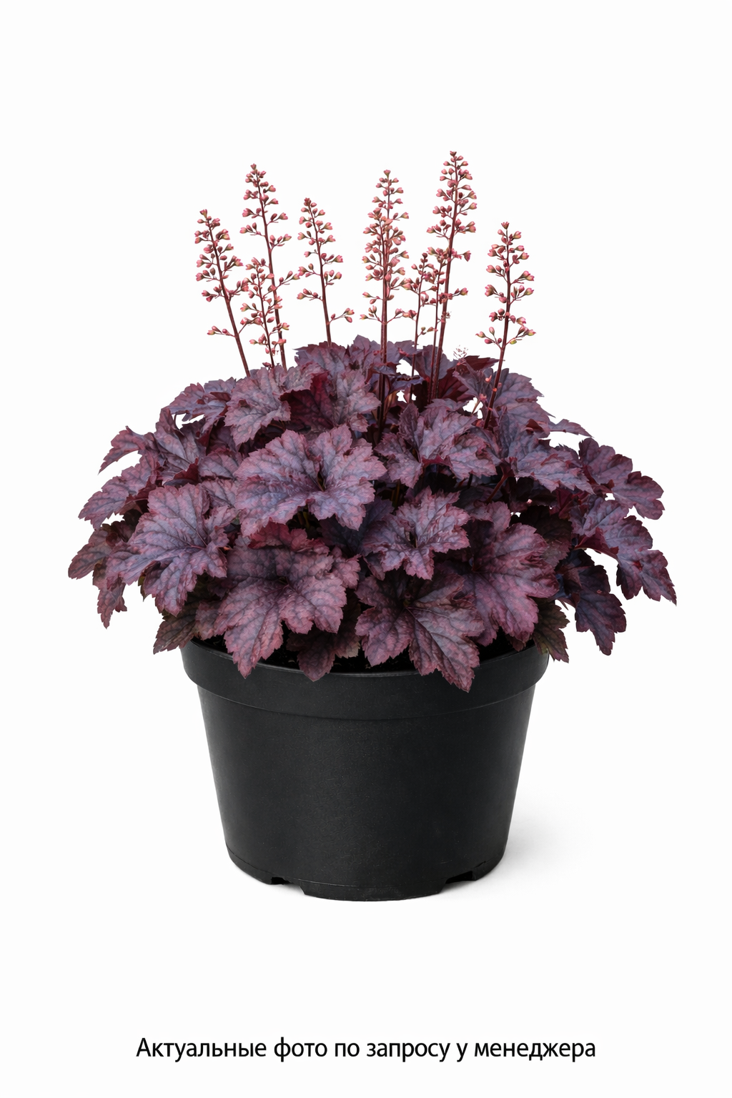 Гейхера 'Палас Пурпл'