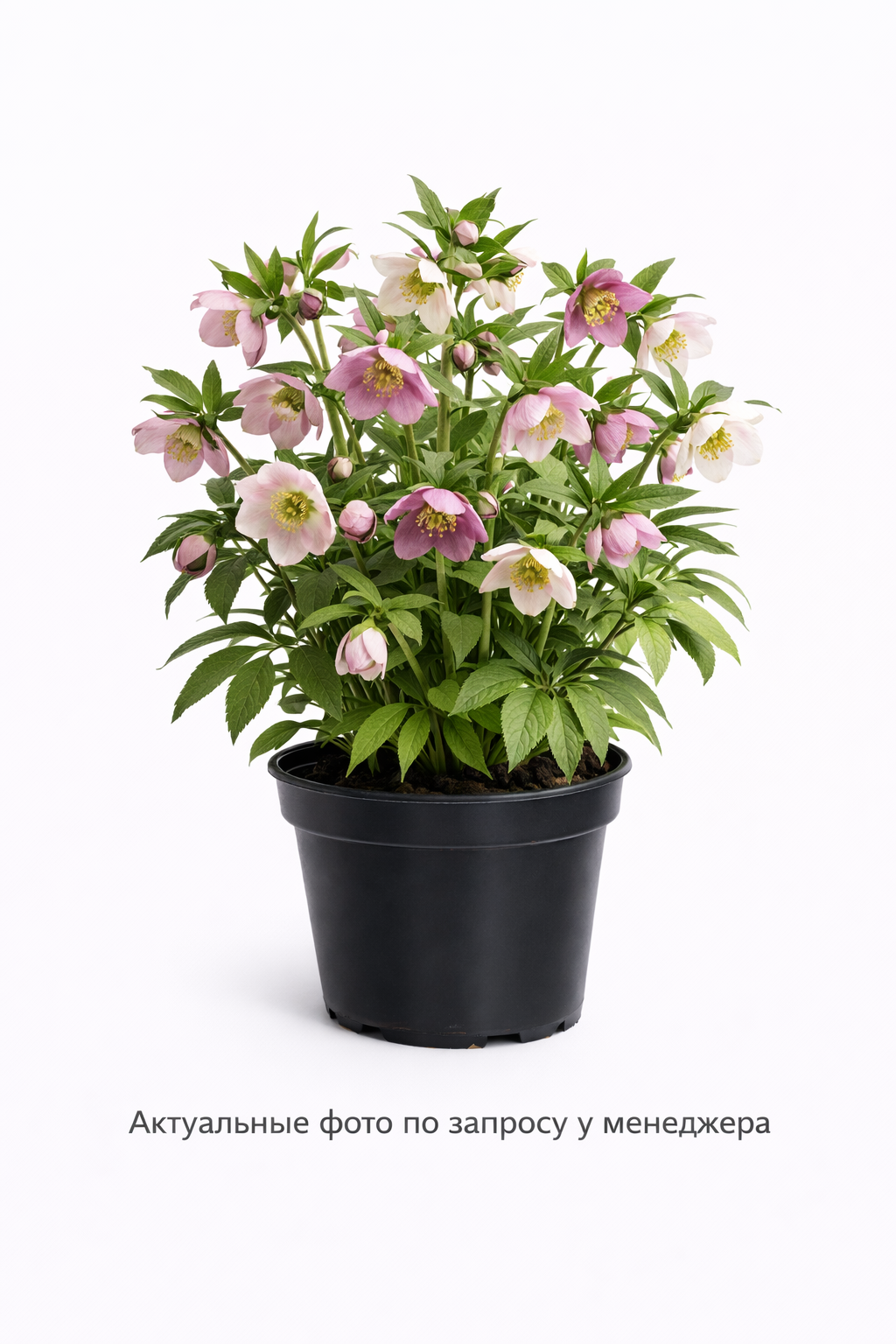 Морозник восточный