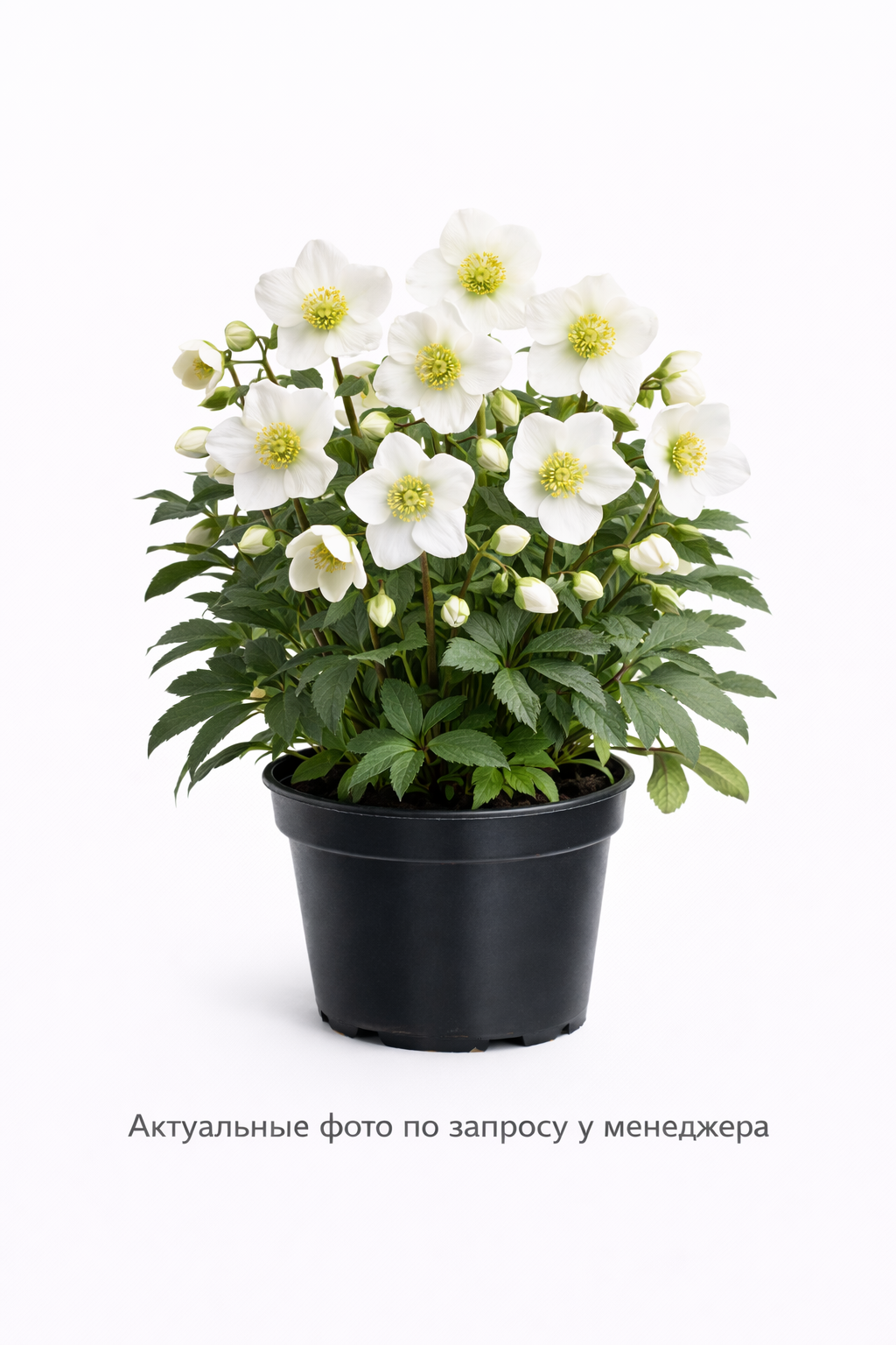 Морозник черный 'Прекокс'