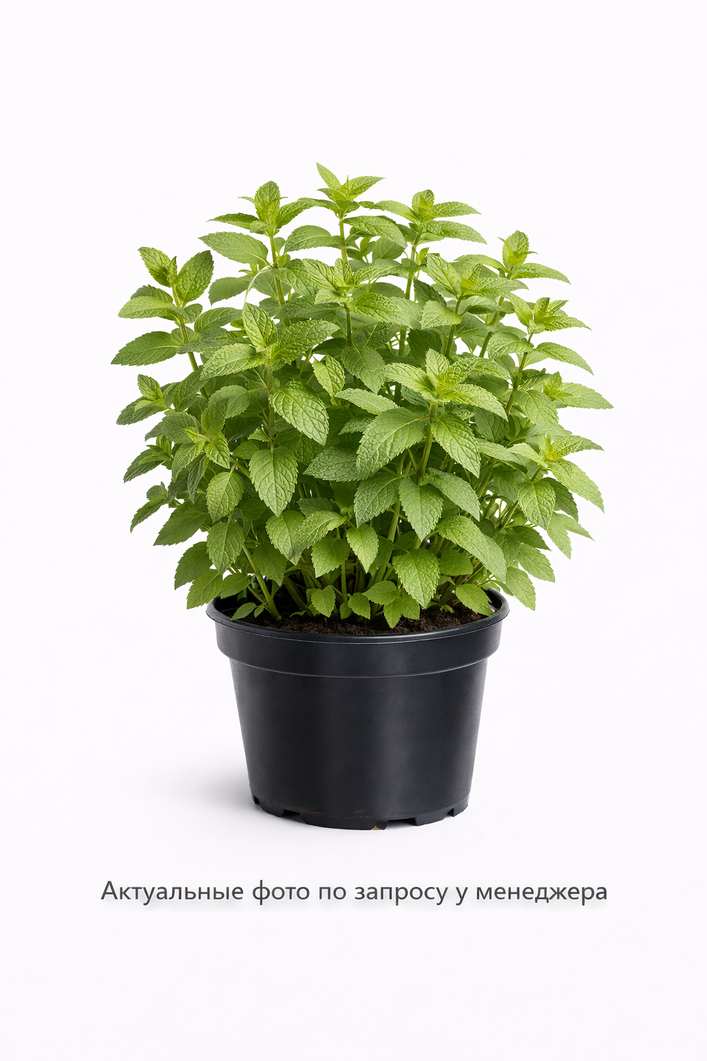 Мята 'Лимон'