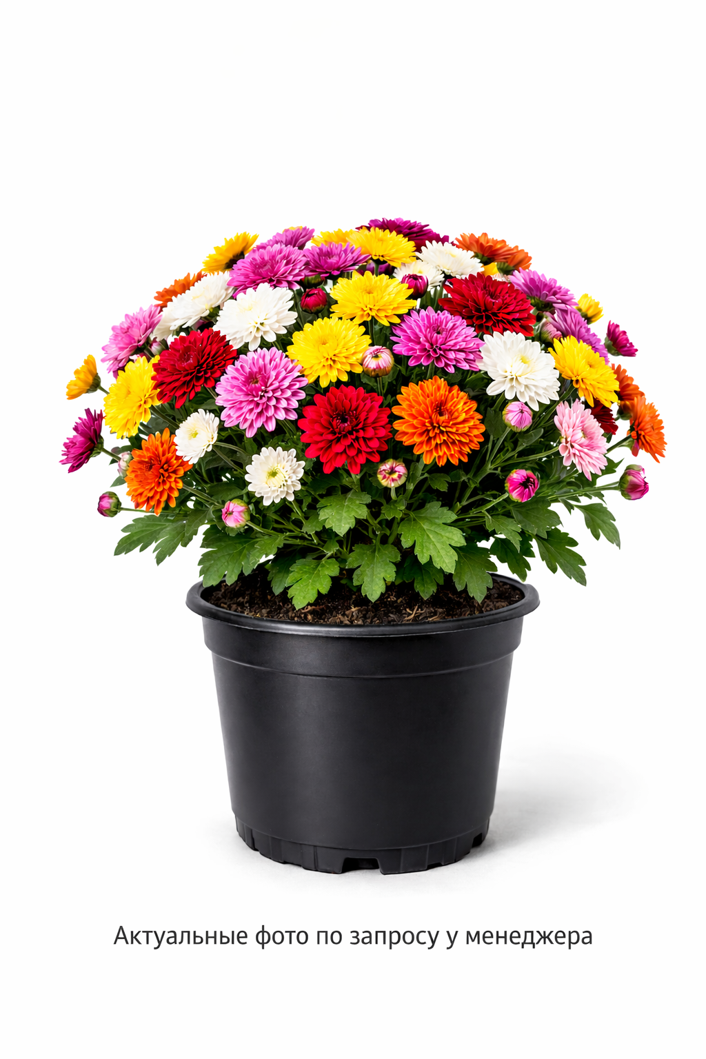 Хризантема смесь