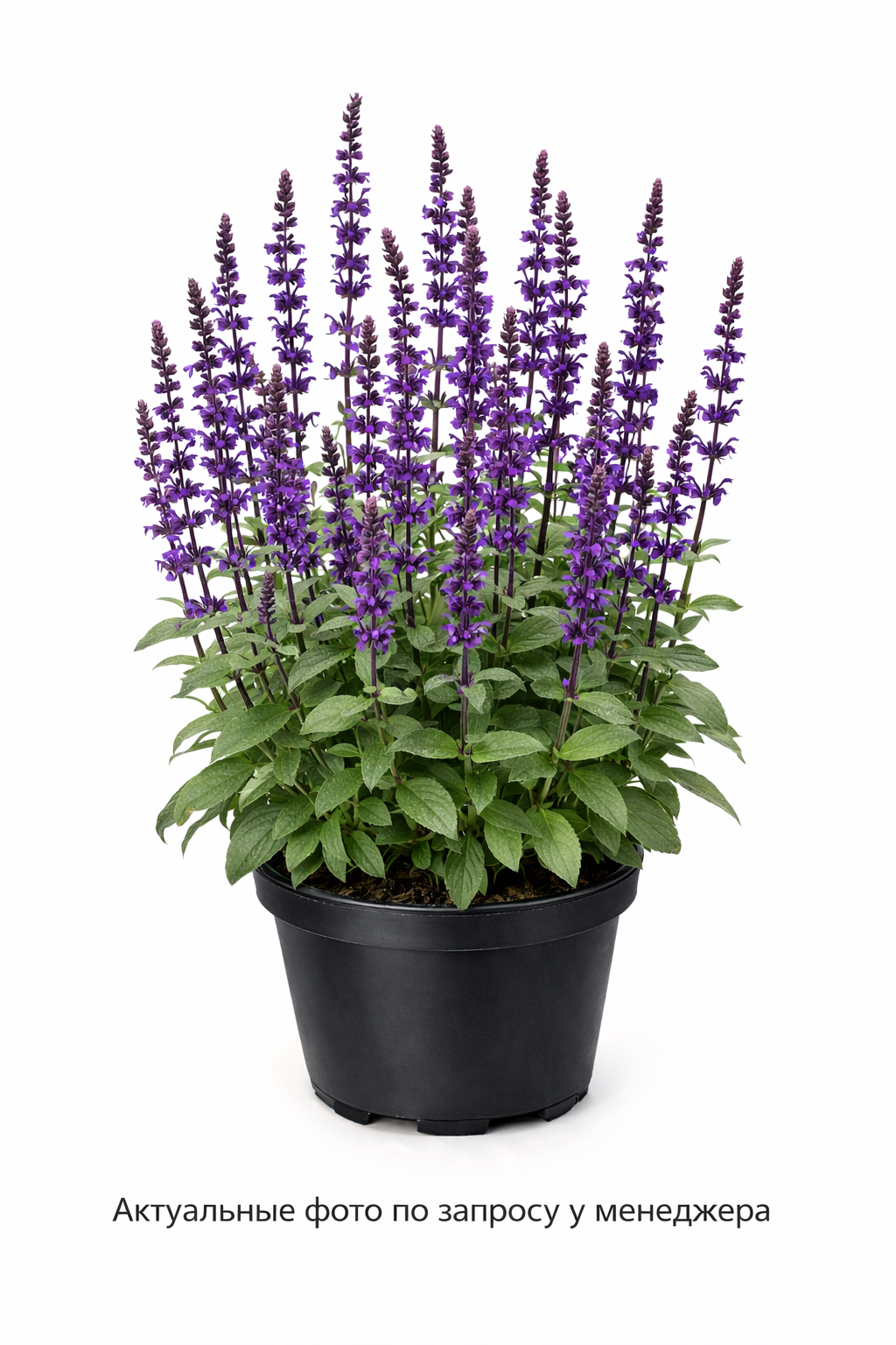 Шалфей дубравный 'Карадонна'