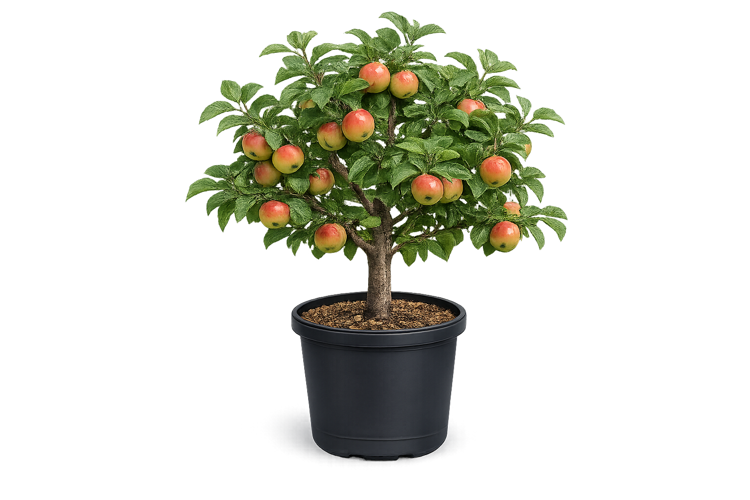 Яблоня Беркутовское