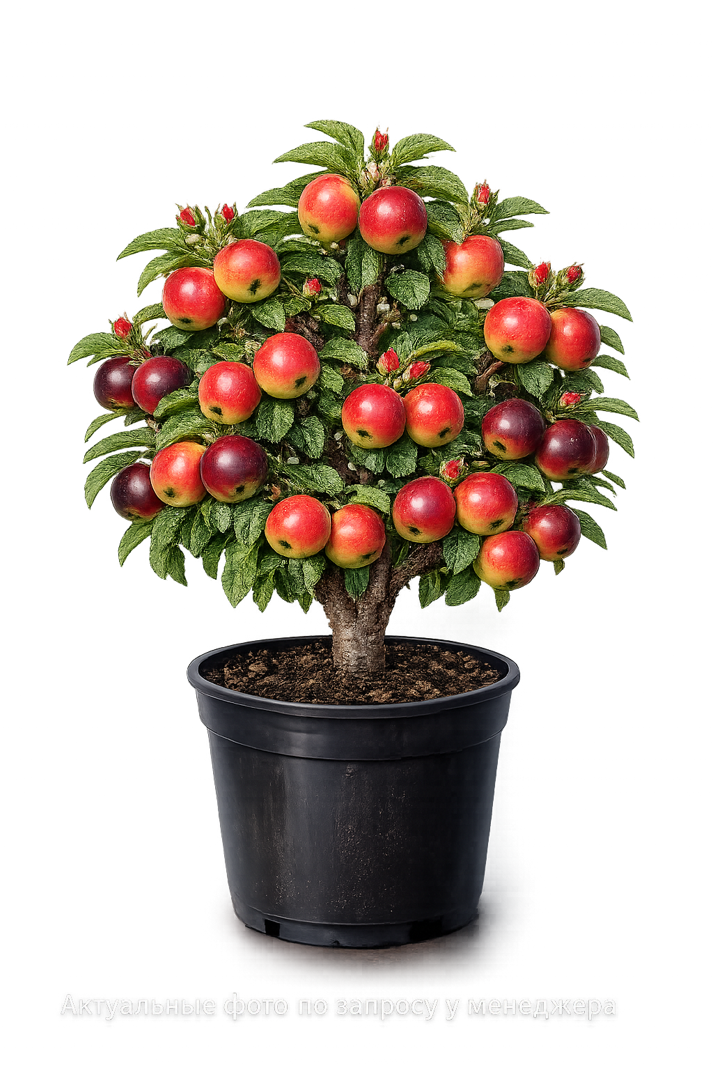 Яблоня Пепин Шафранный