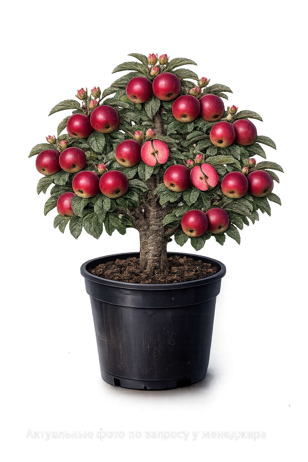 Яблоня Ред Кетти красномяс