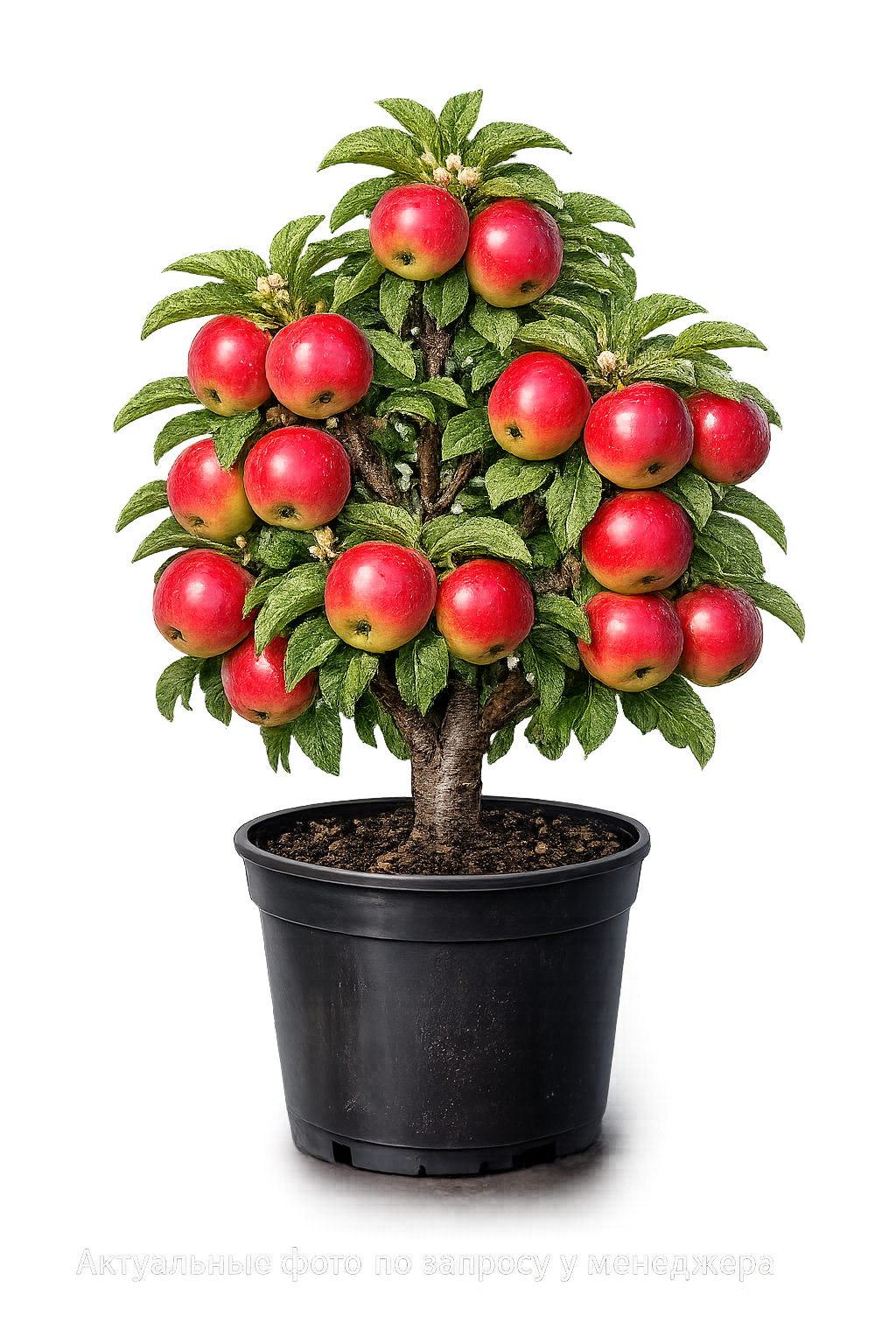 Яблоня Восторг