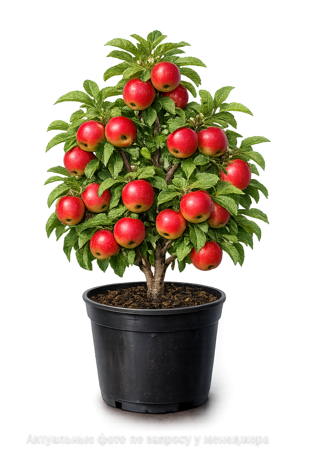 Яблоня Королева