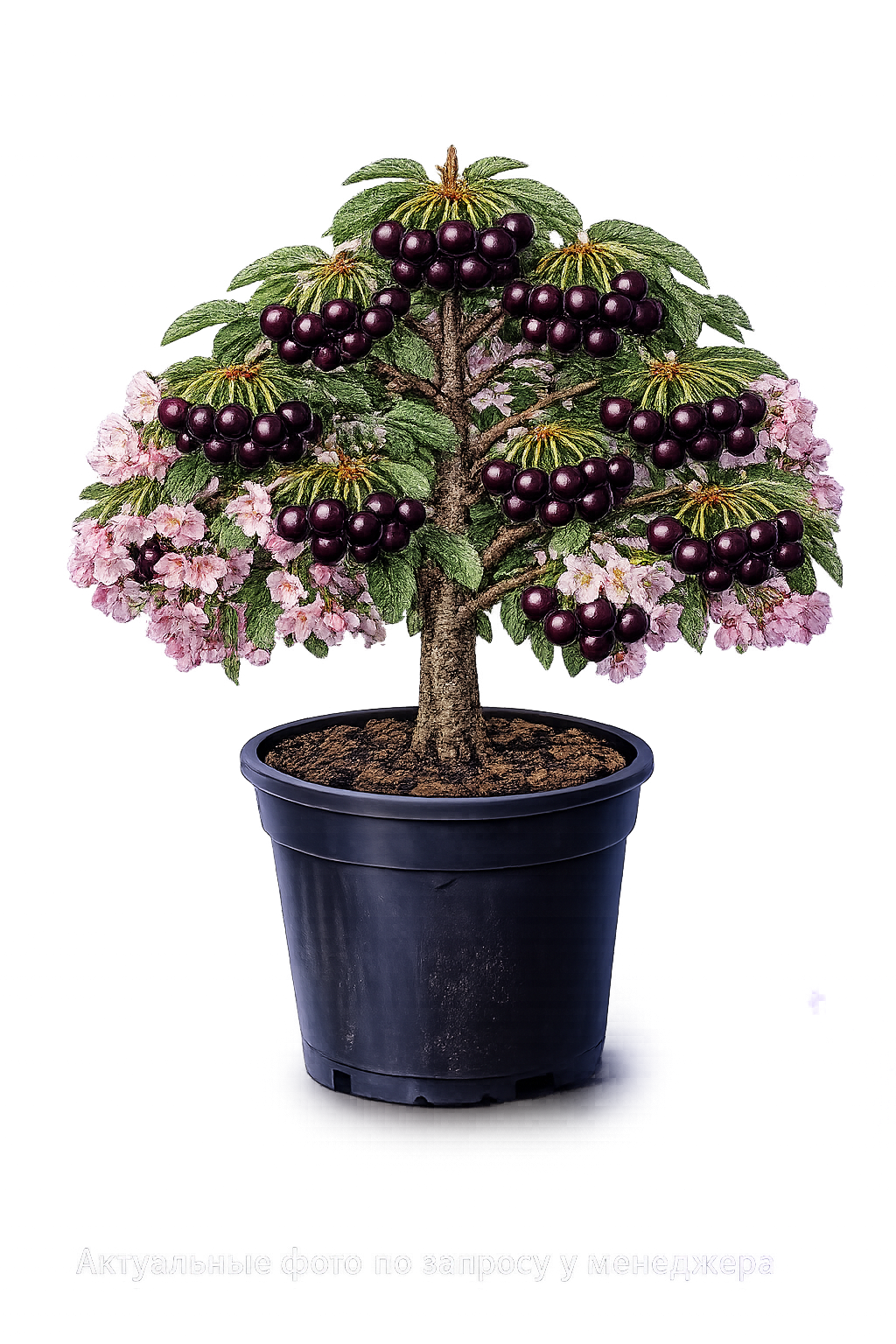 Черешня СВГ(слива+вишня) Омская ночь