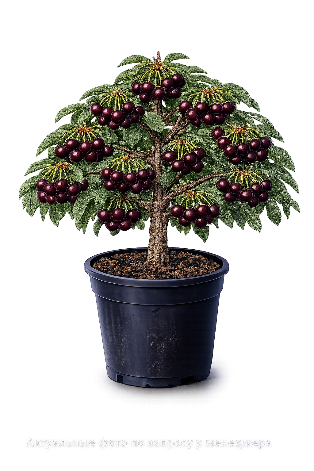 Черешня СВГ (слива+вишня) Гайовата