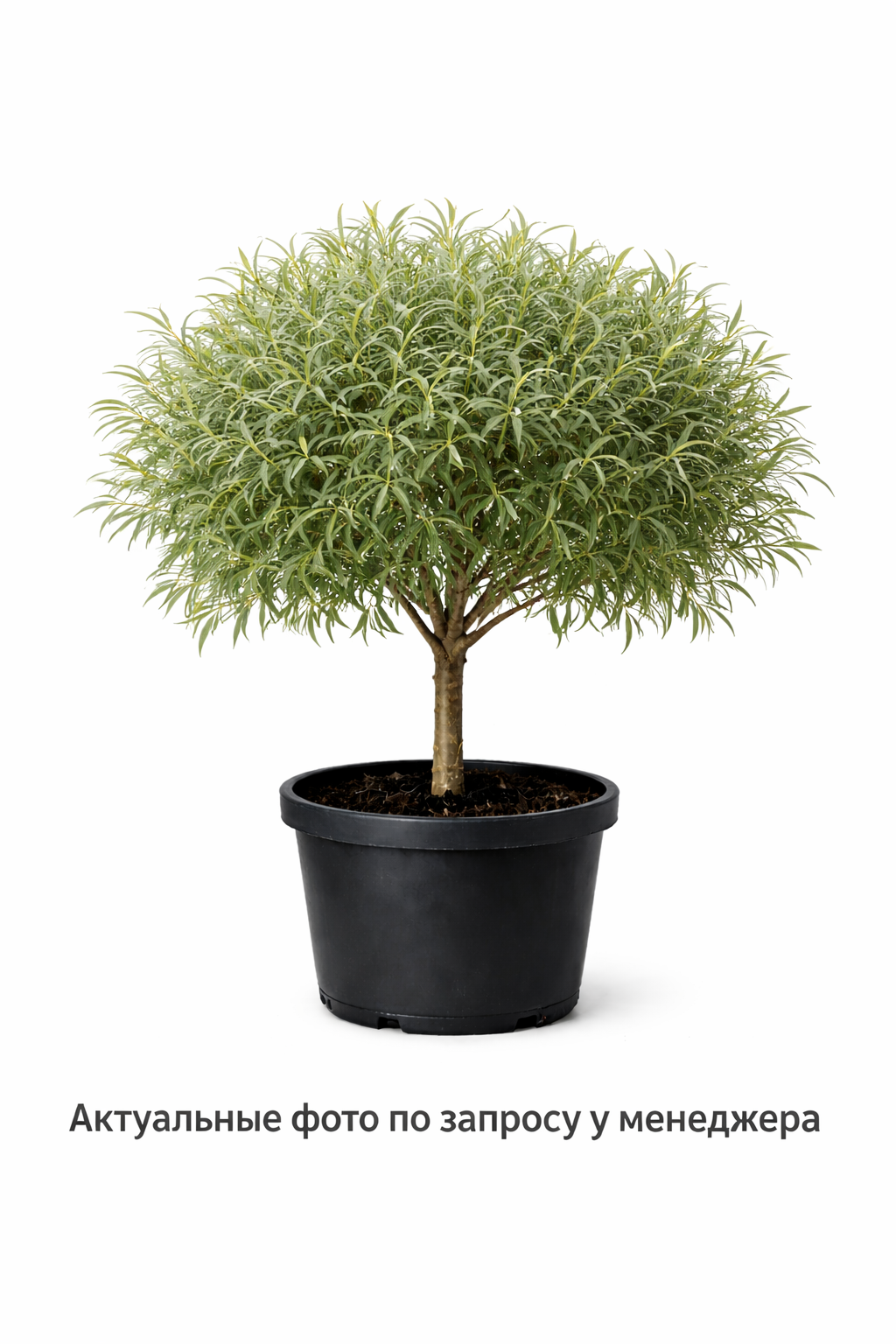 Ива пурпурная Нана на штамбе