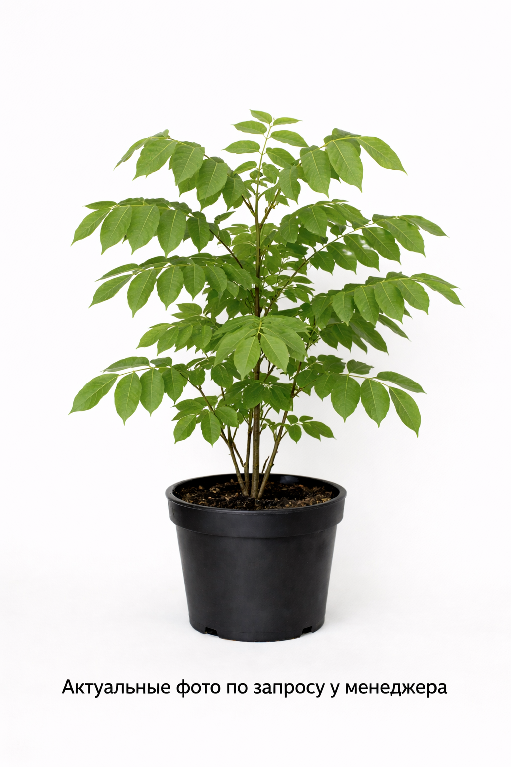 Орех грецкий Урожайный