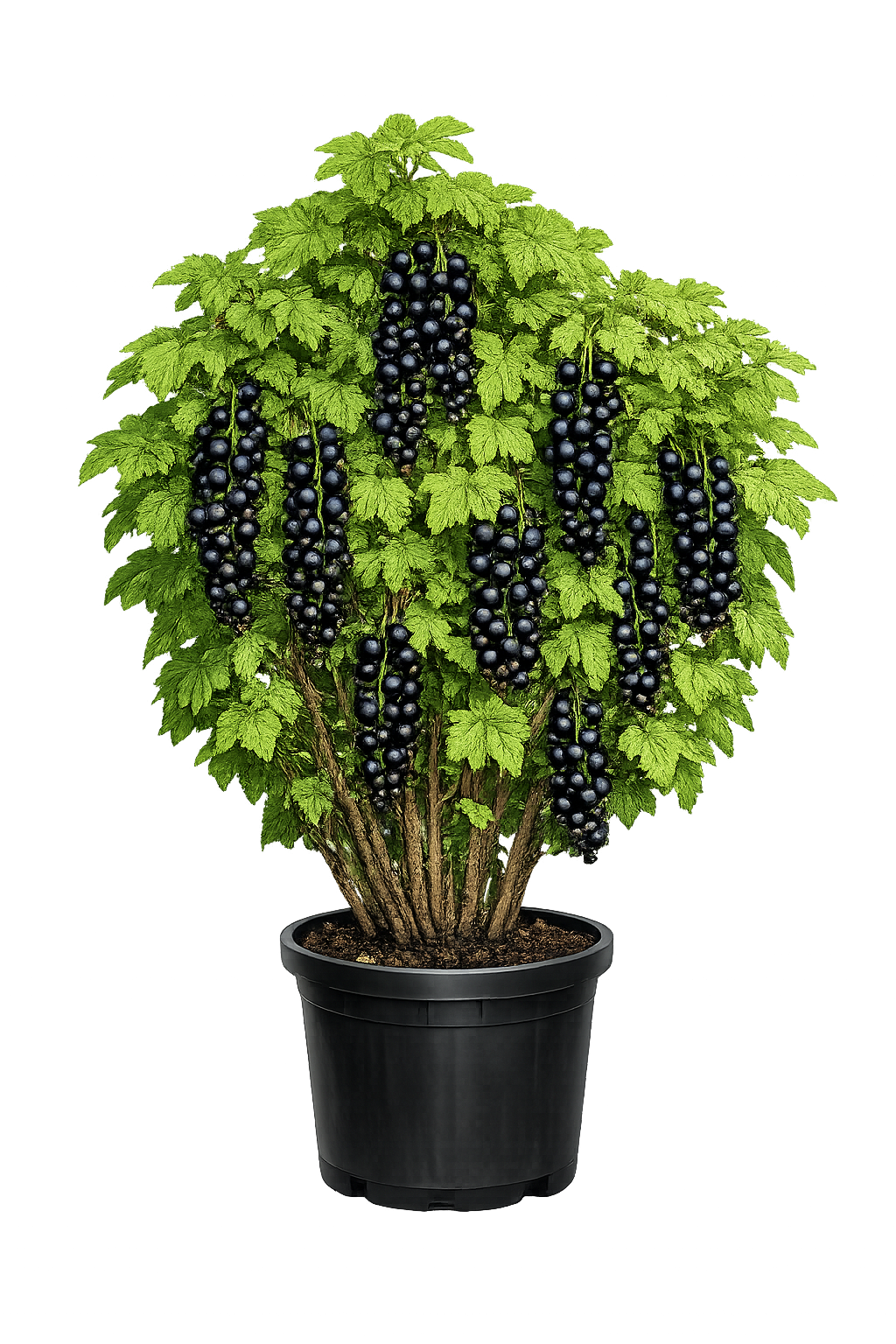 Смородина черная Вологда средн.