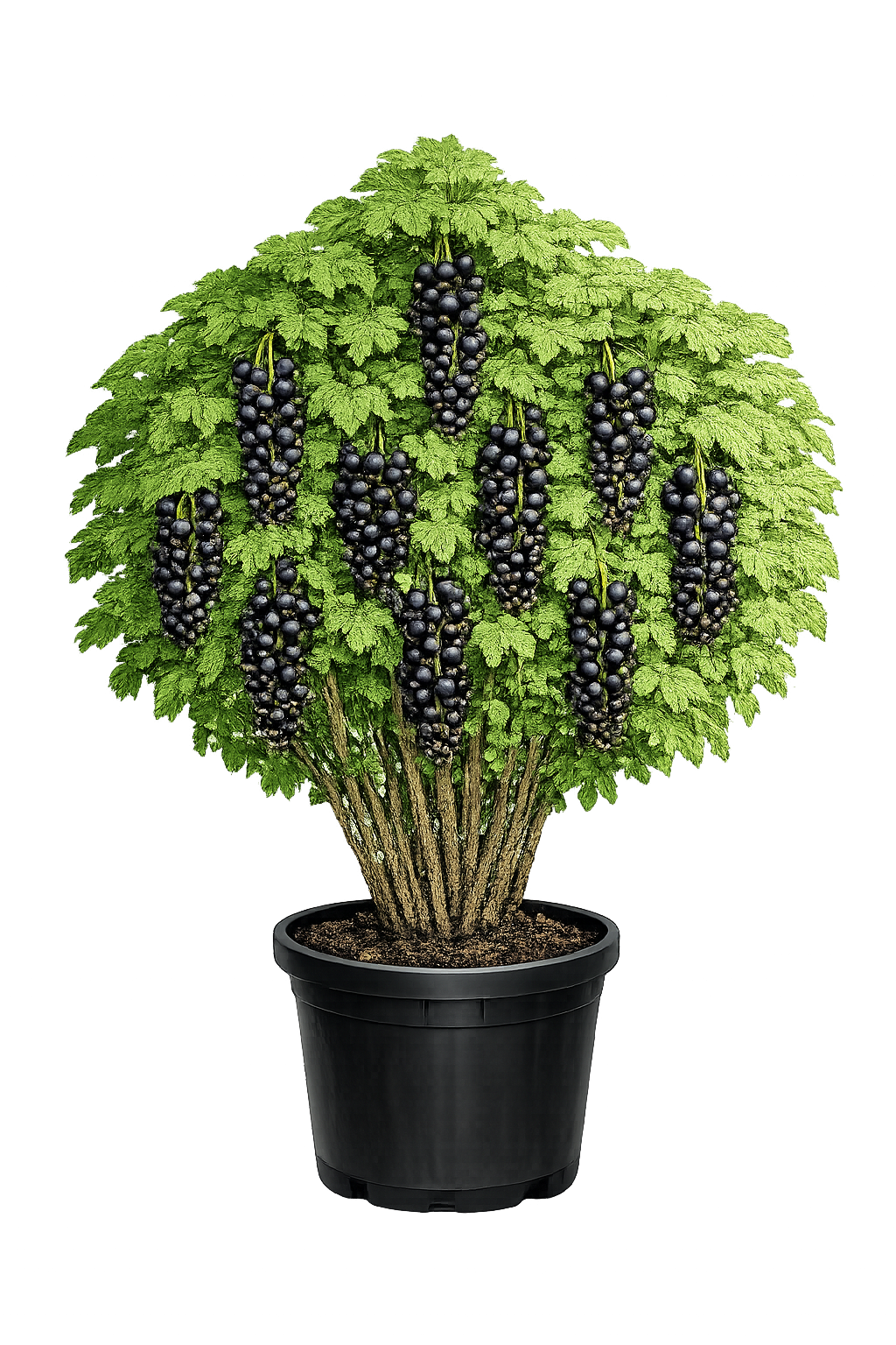 Смородина черная Зеленая Дымка