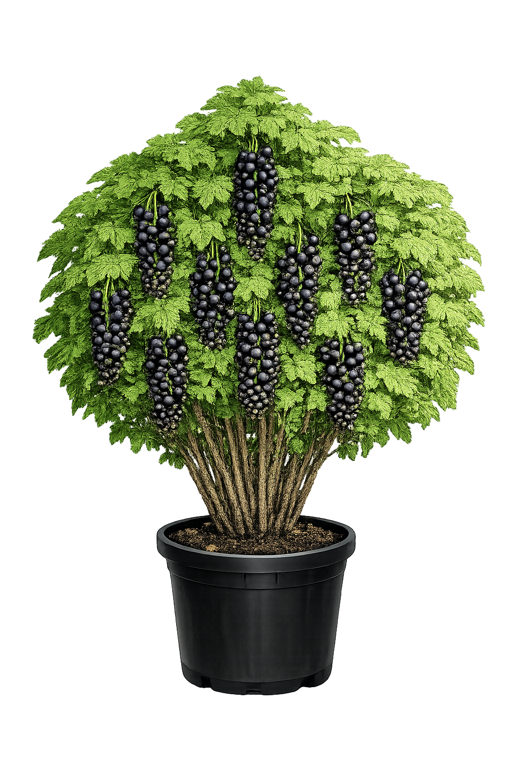 Смородина черная Ядреная