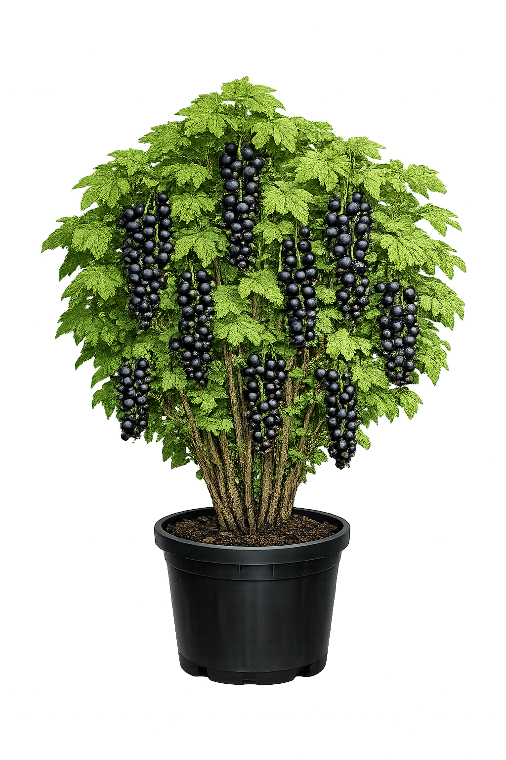 Смородина черная Экзотика