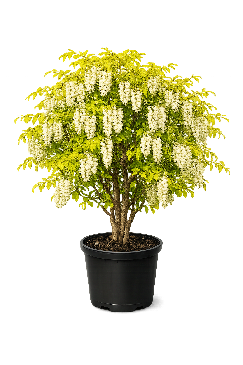 Акация белая Фризиа