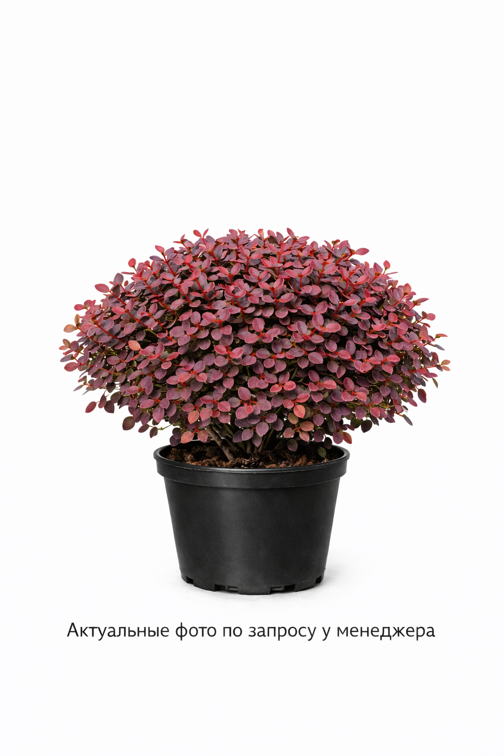 Барбарис Тунберга Багатель