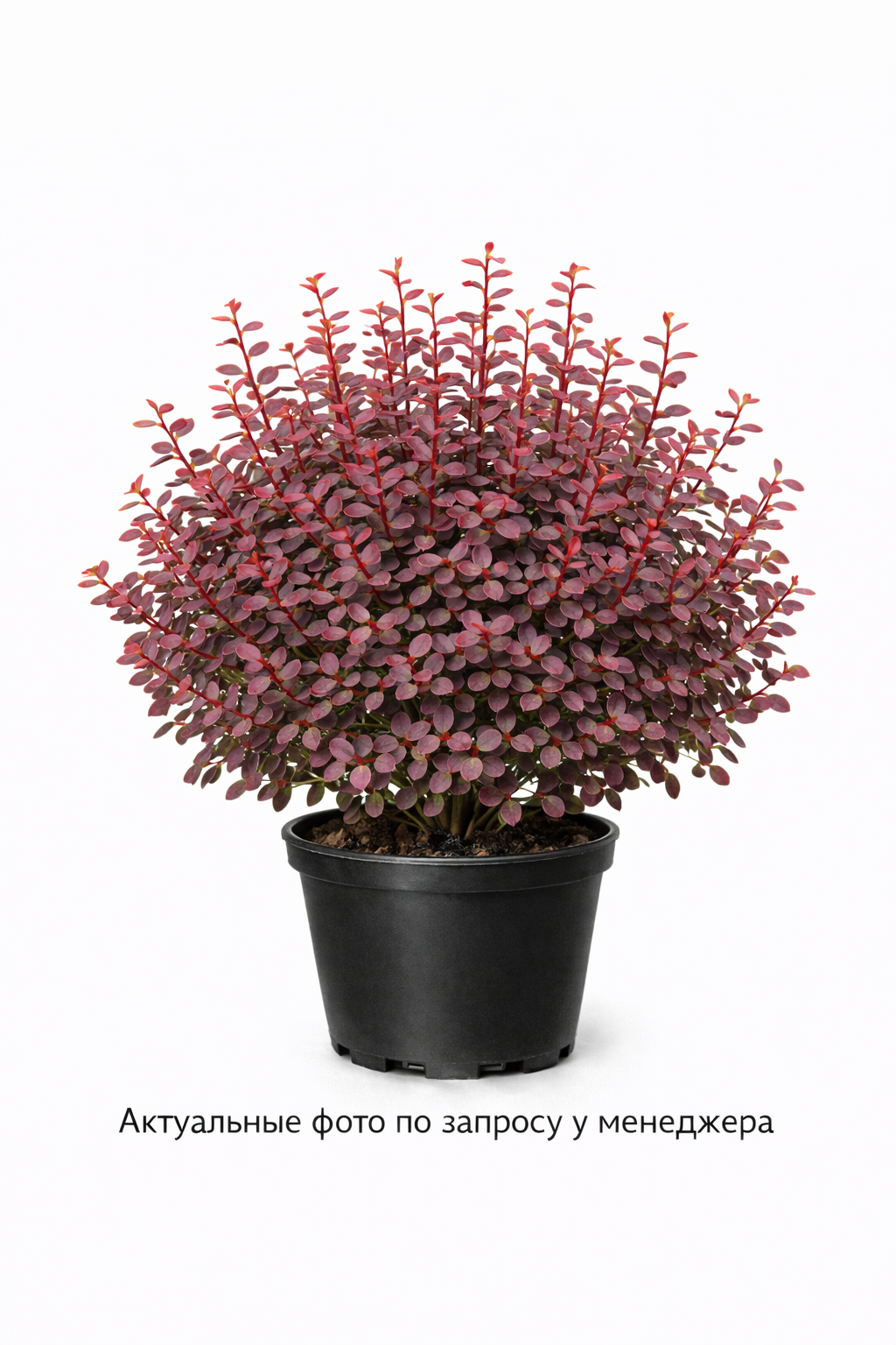 Барбарис Тунберга Dart´s Red Lady