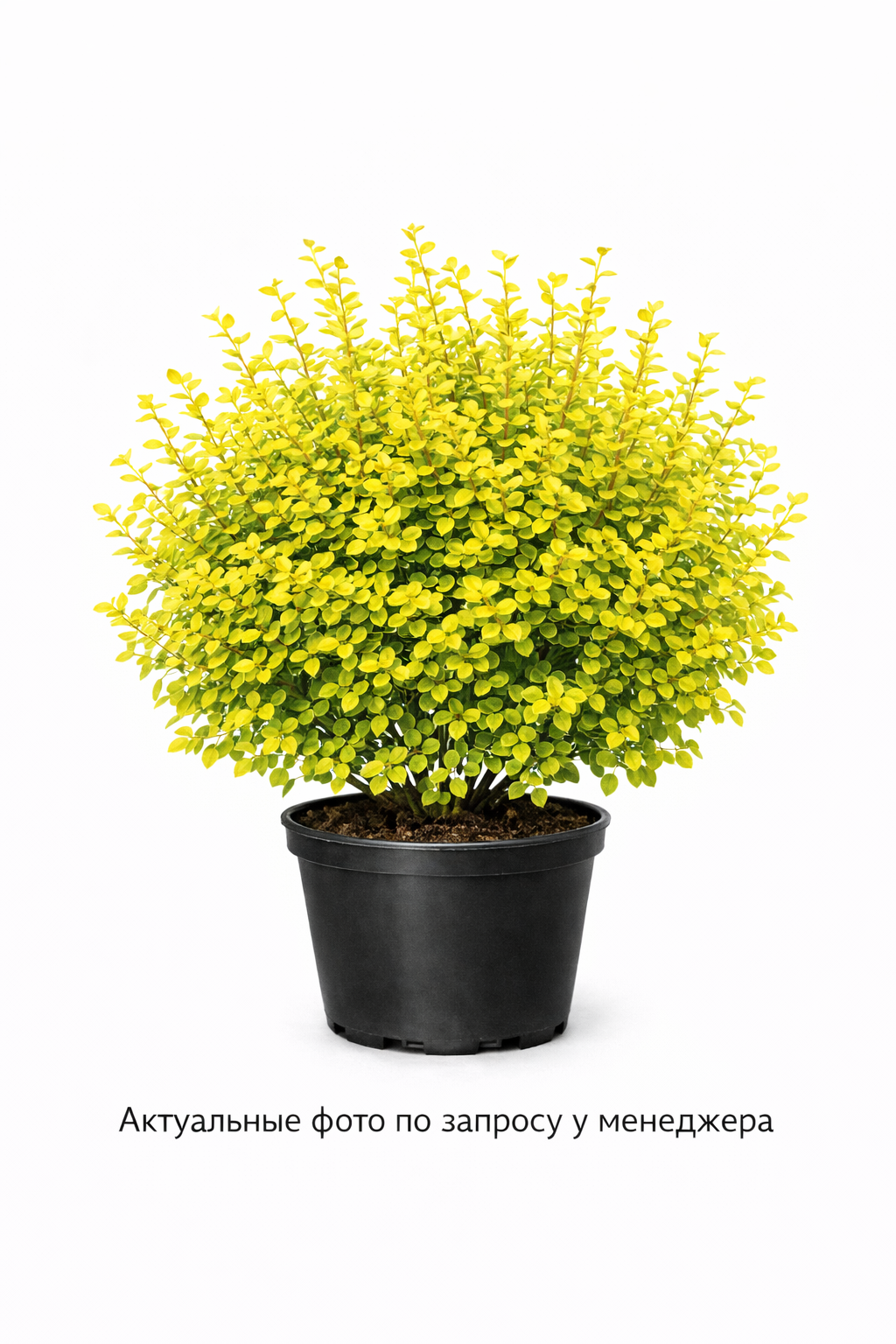 Барбарис Тунберга Ауреа