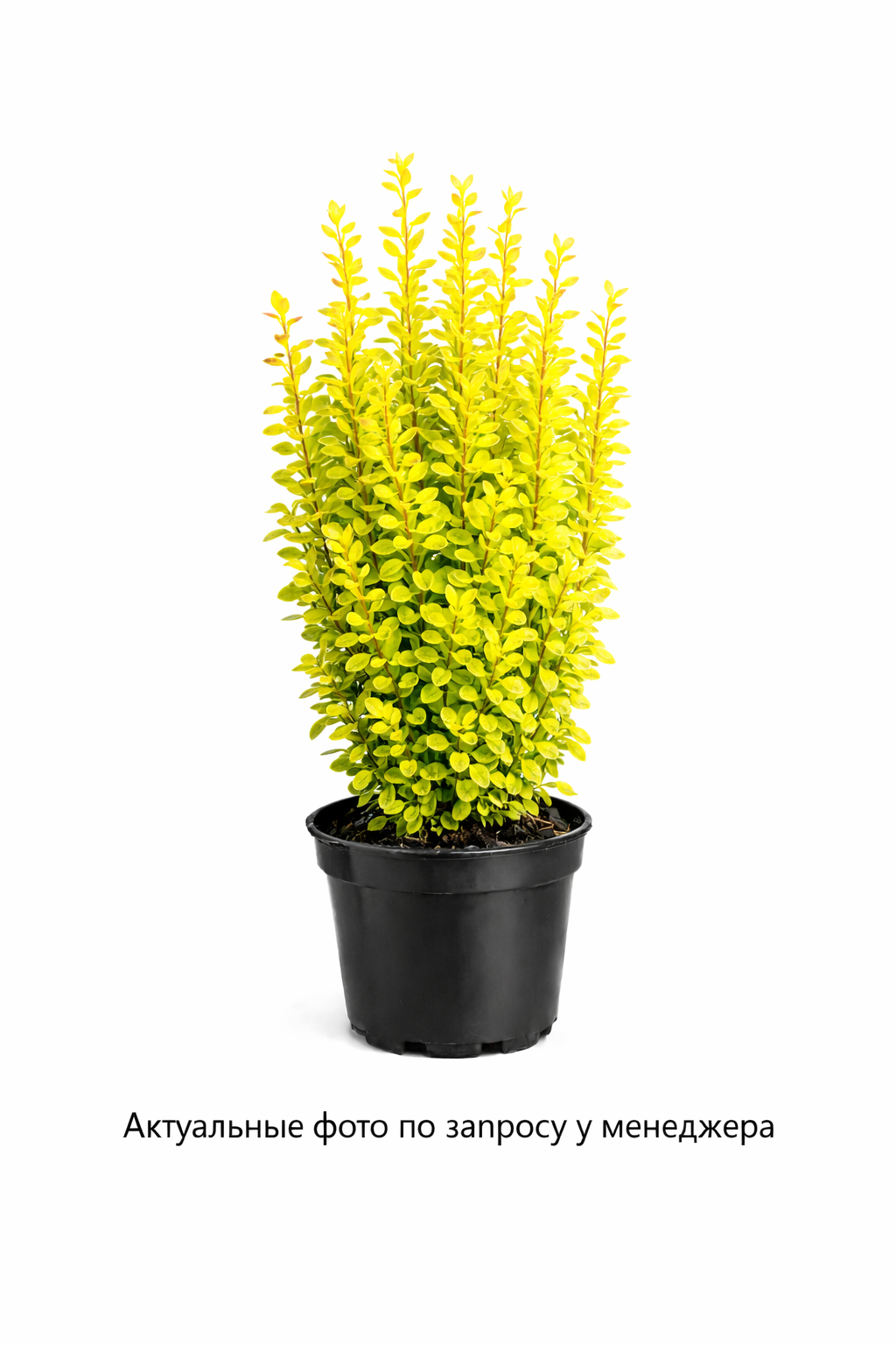 Барбарис Тунберга Мария