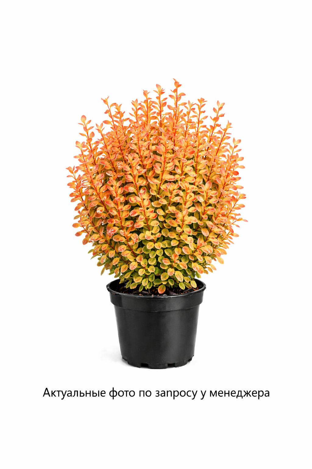 Барбарис Тунберга Оранж Айс