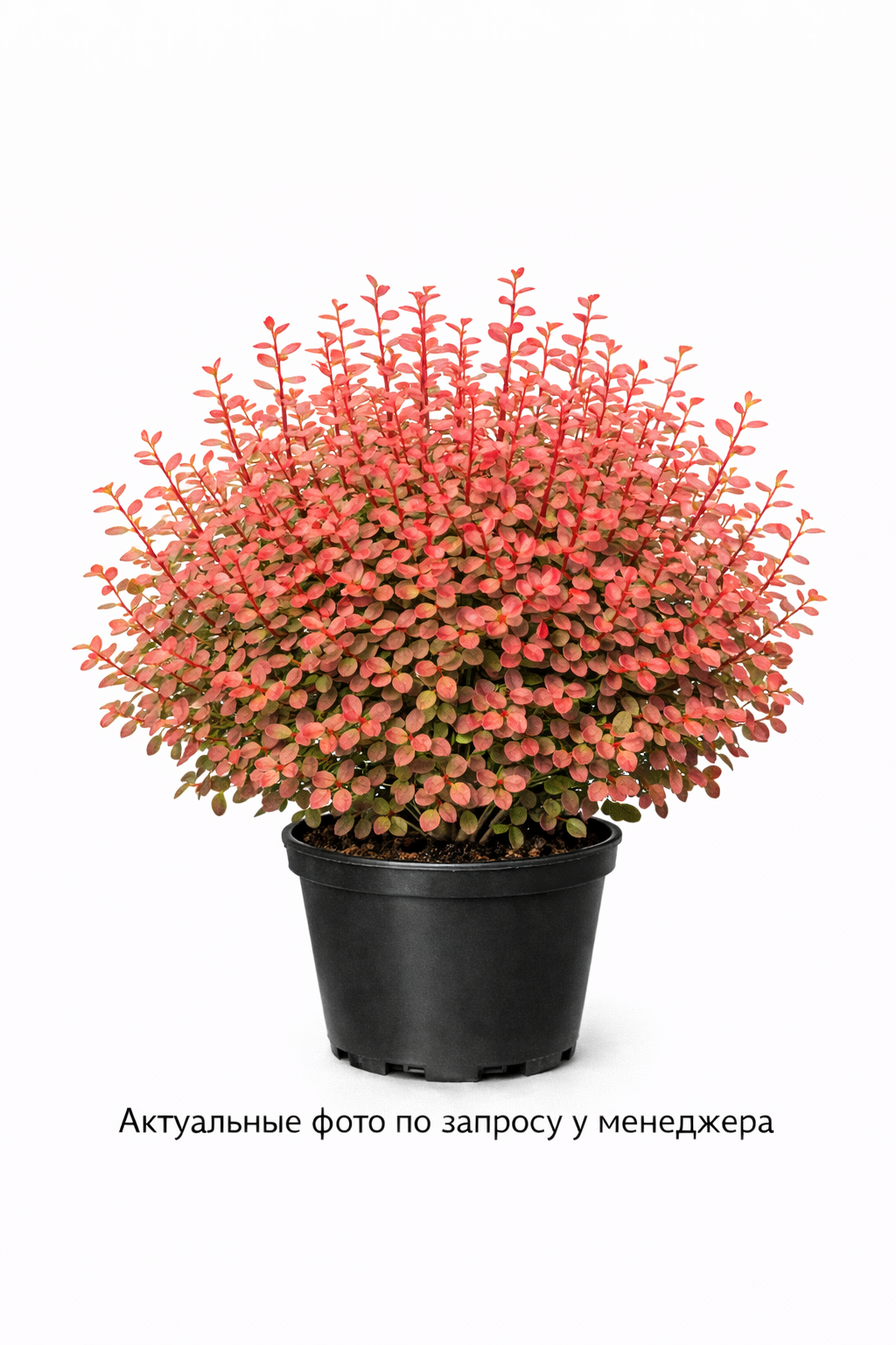 Барбарис Тунберга Coral