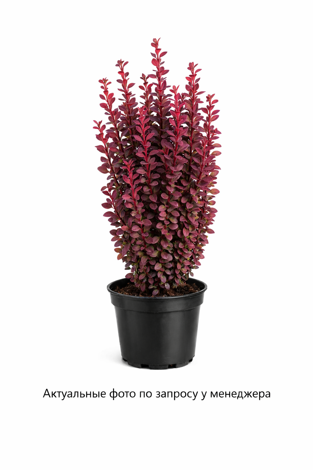 Барбарис Тунберга Florence