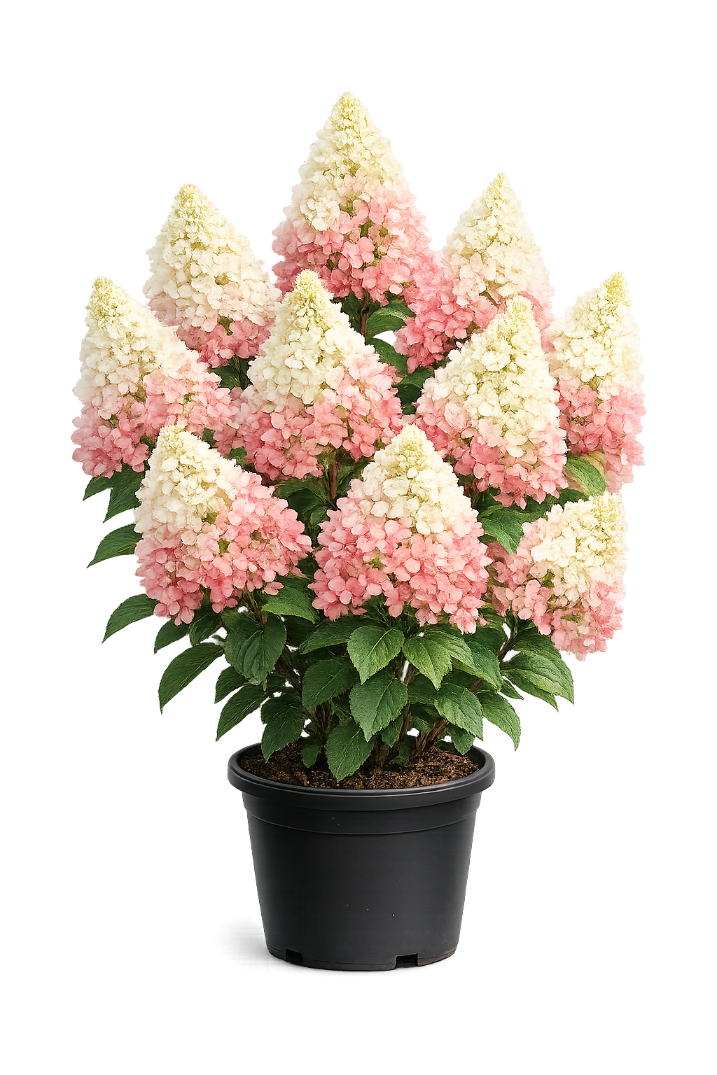 Сандей Фрайз