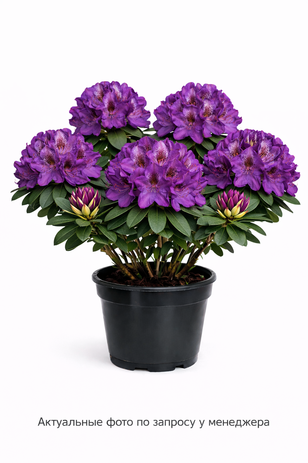 Рододендрон Распутин