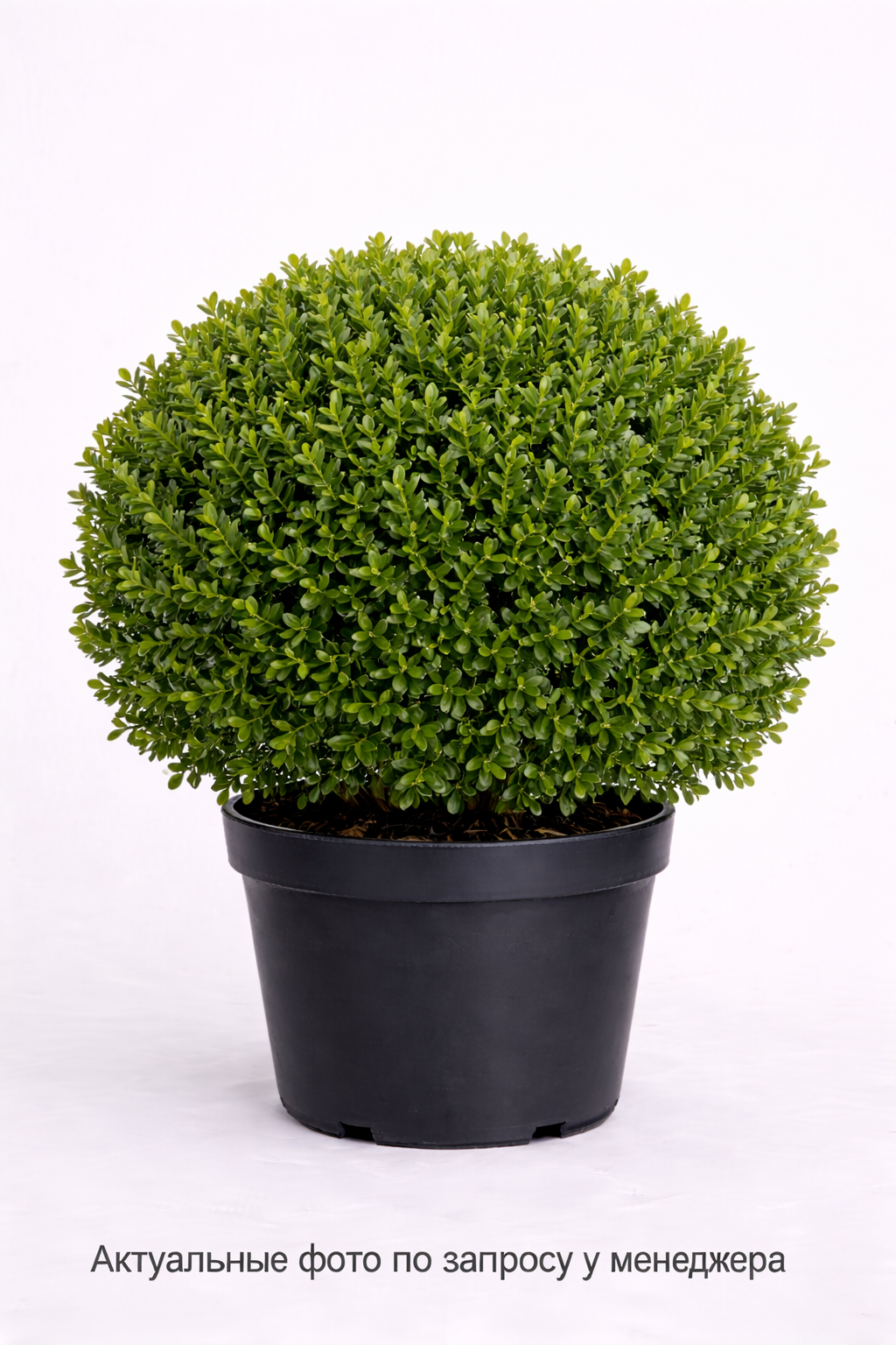 Самшит вечнозеленый