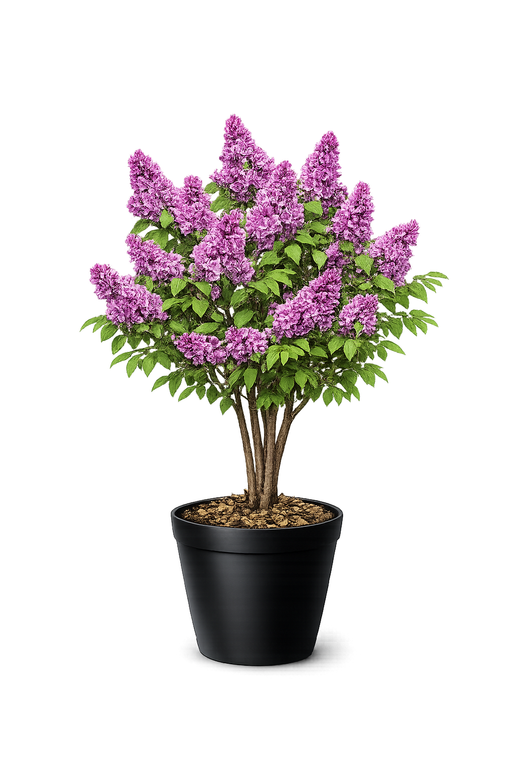 Сирень Сенсация