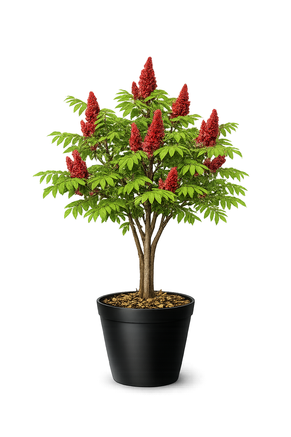 Сумах Оленерогий