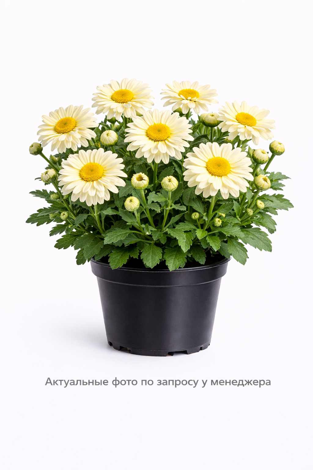 Нивяник гибридный