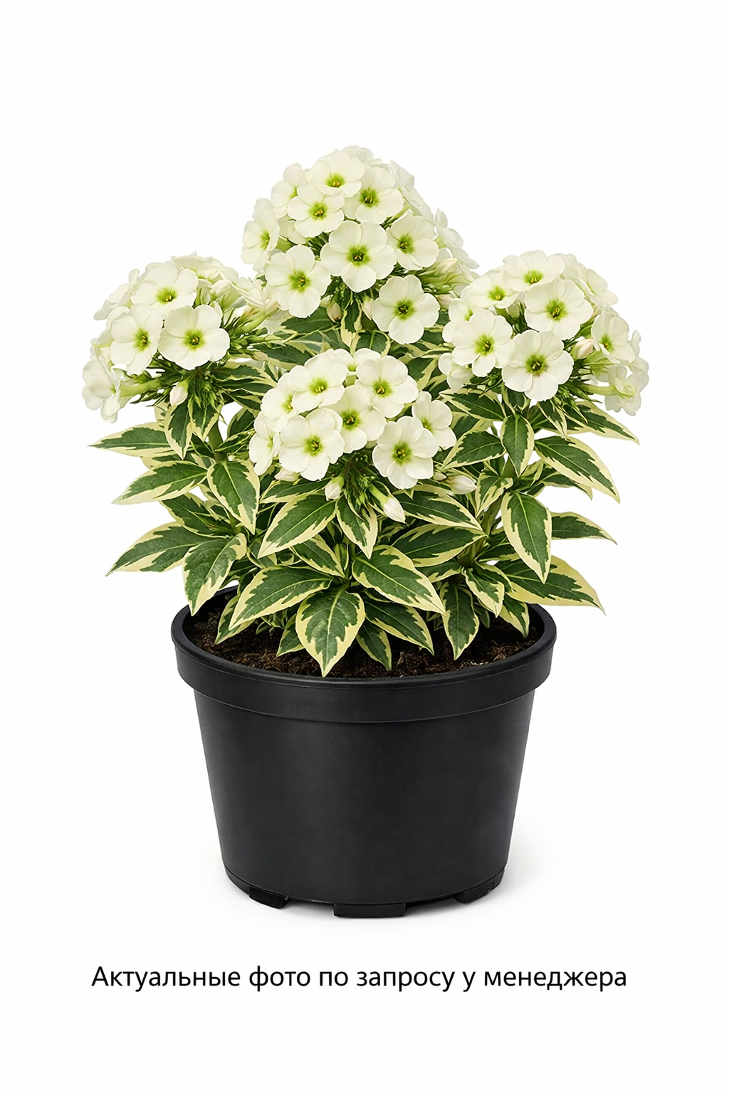 Флокс метельчатый микс